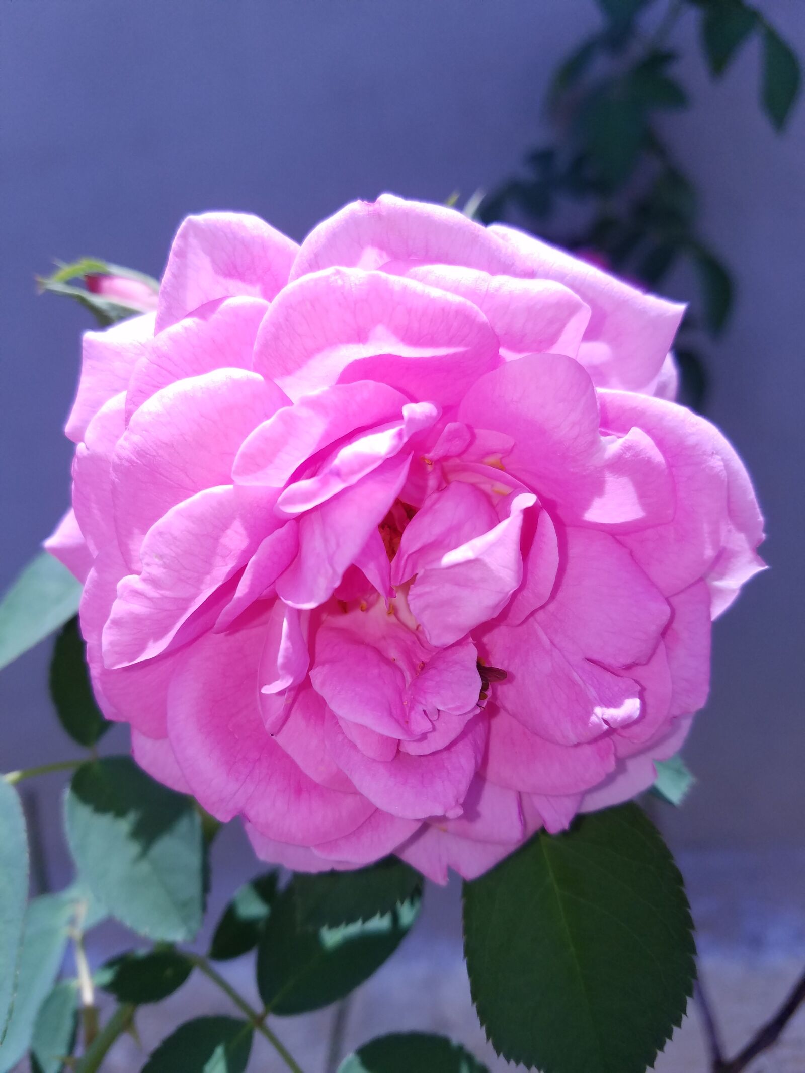 Samsung Galaxy S7 Edge sample photo. Pink, rose, flower photography