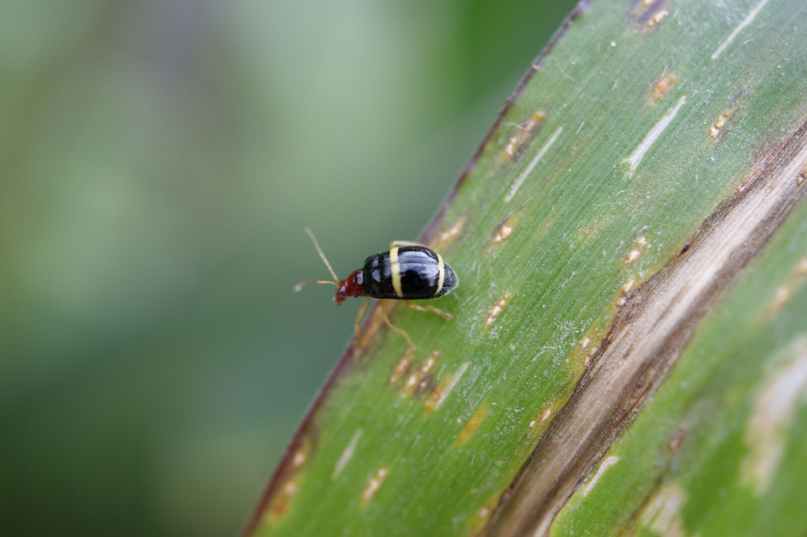 Sony Alpha DSLR-A390 sample photo. Nature, in, the photography