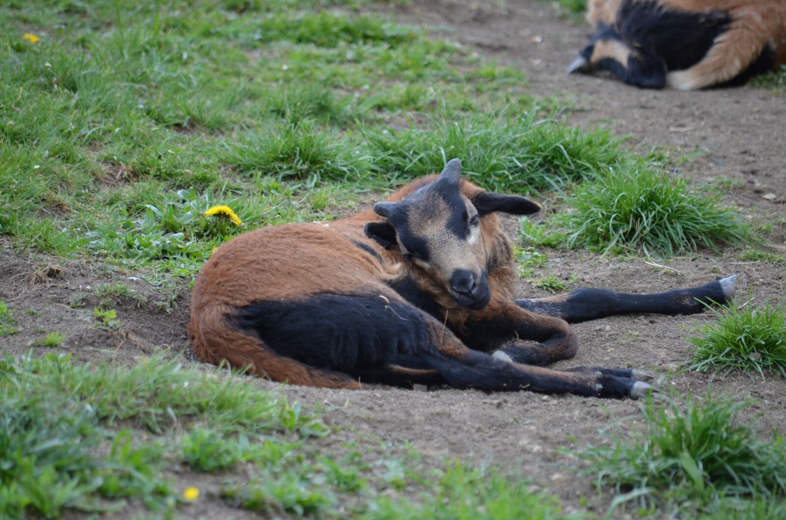 Nikon D5100 sample photo. Sheep, bock, small photography