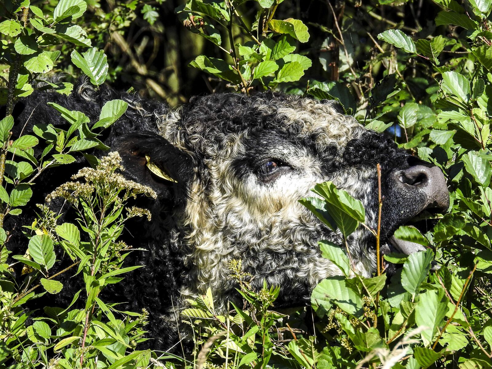 Nikon Coolpix P900 sample photo. Galloway, weidetier, animal photography