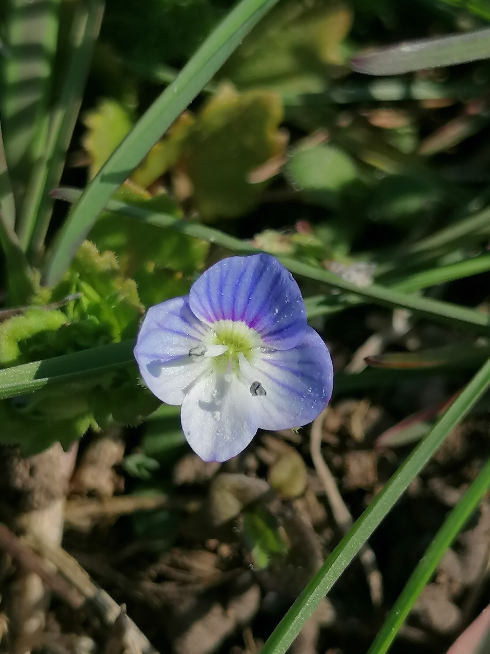 HUAWEI P30 LITE sample photo. Little flower, blue, spring photography