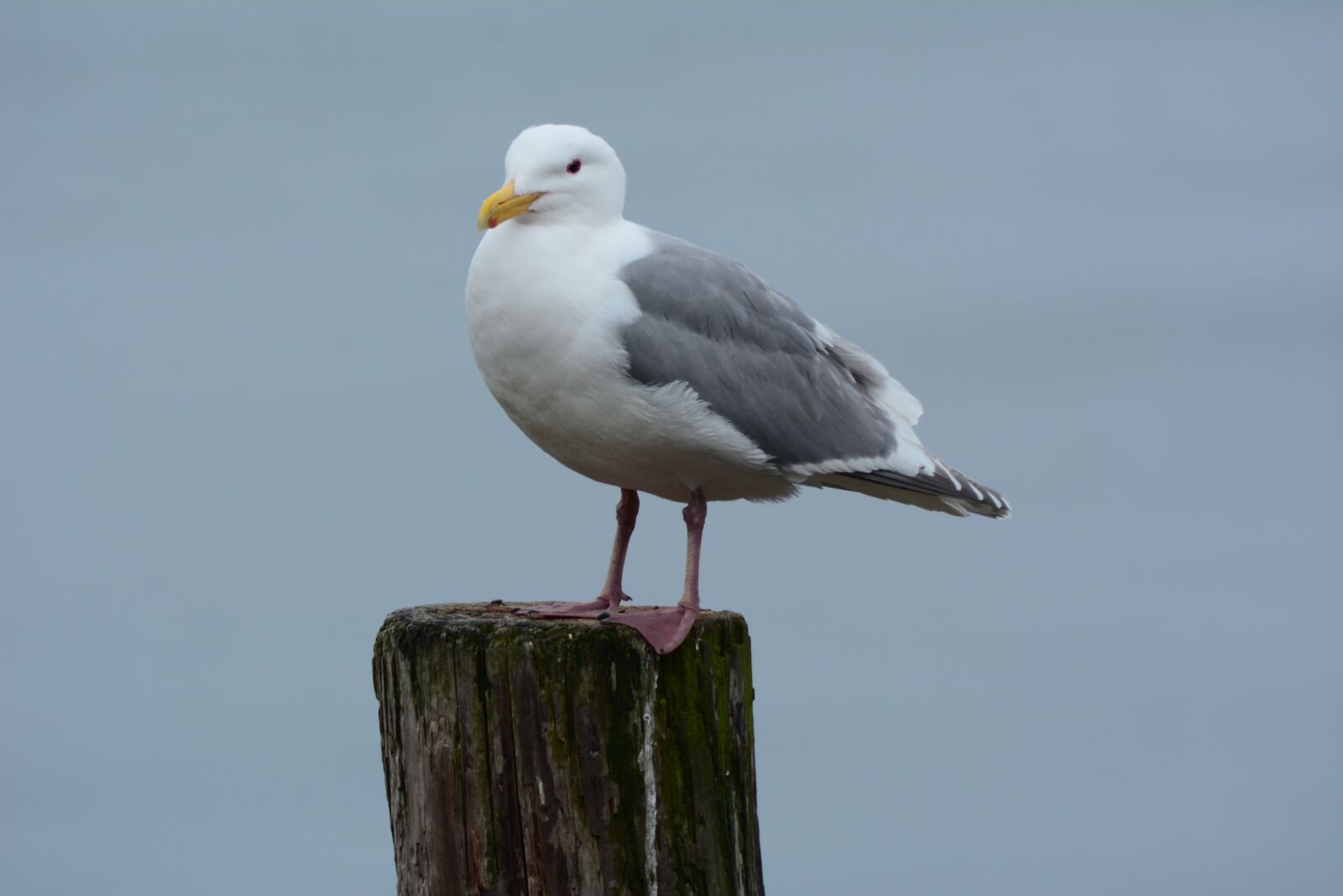 Nikon D7100 sample photo. Seagull, bird, animal photography