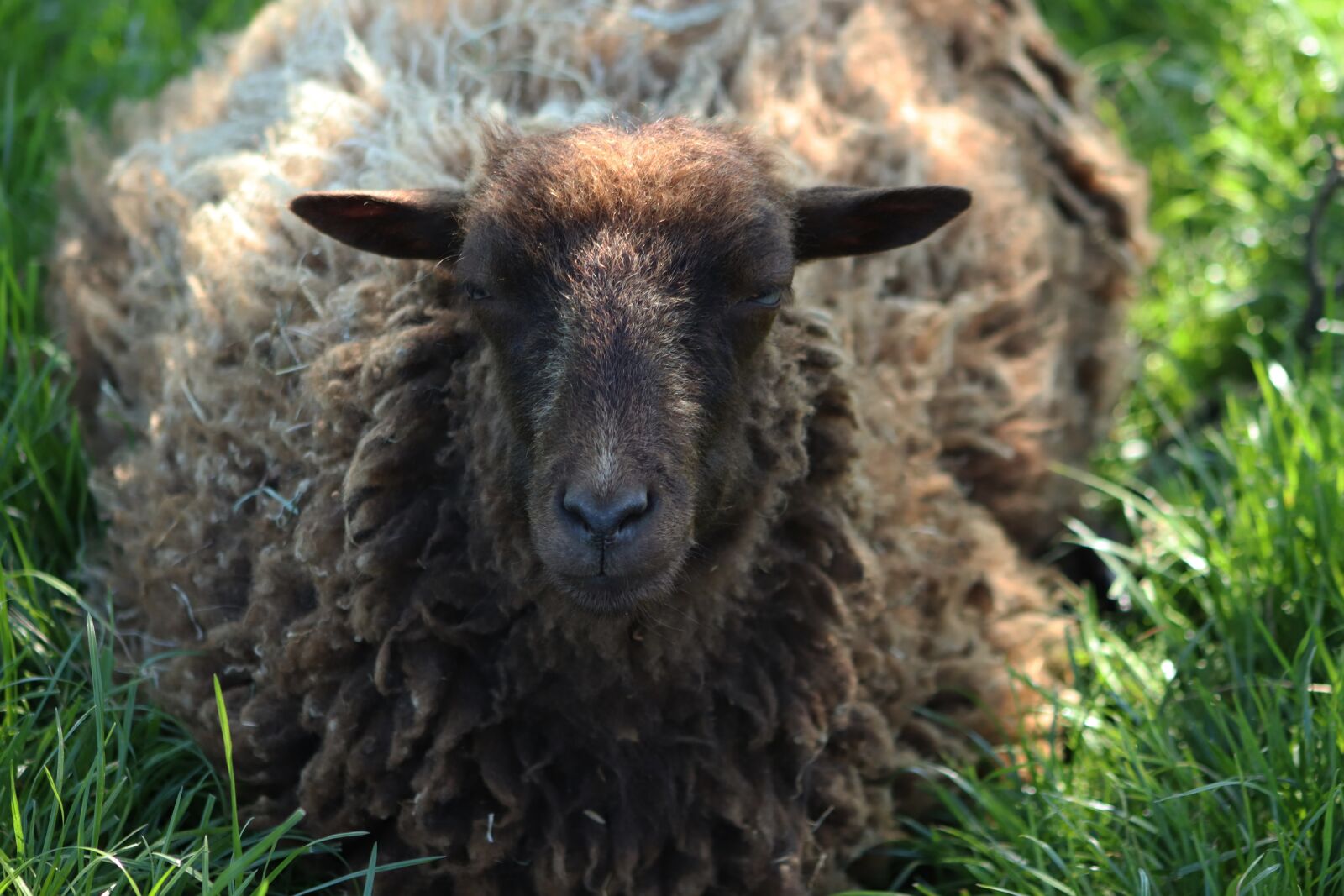 Canon EOS 800D (EOS Rebel T7i / EOS Kiss X9i) sample photo. Sheep, wool, sheep's wool photography