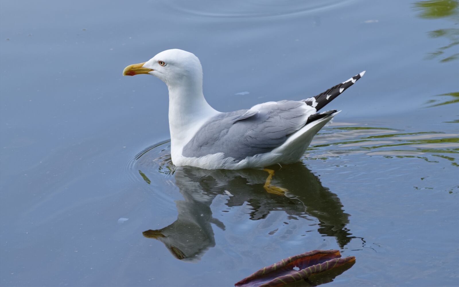 Nikon D5300 sample photo. Bird, gull, white photography