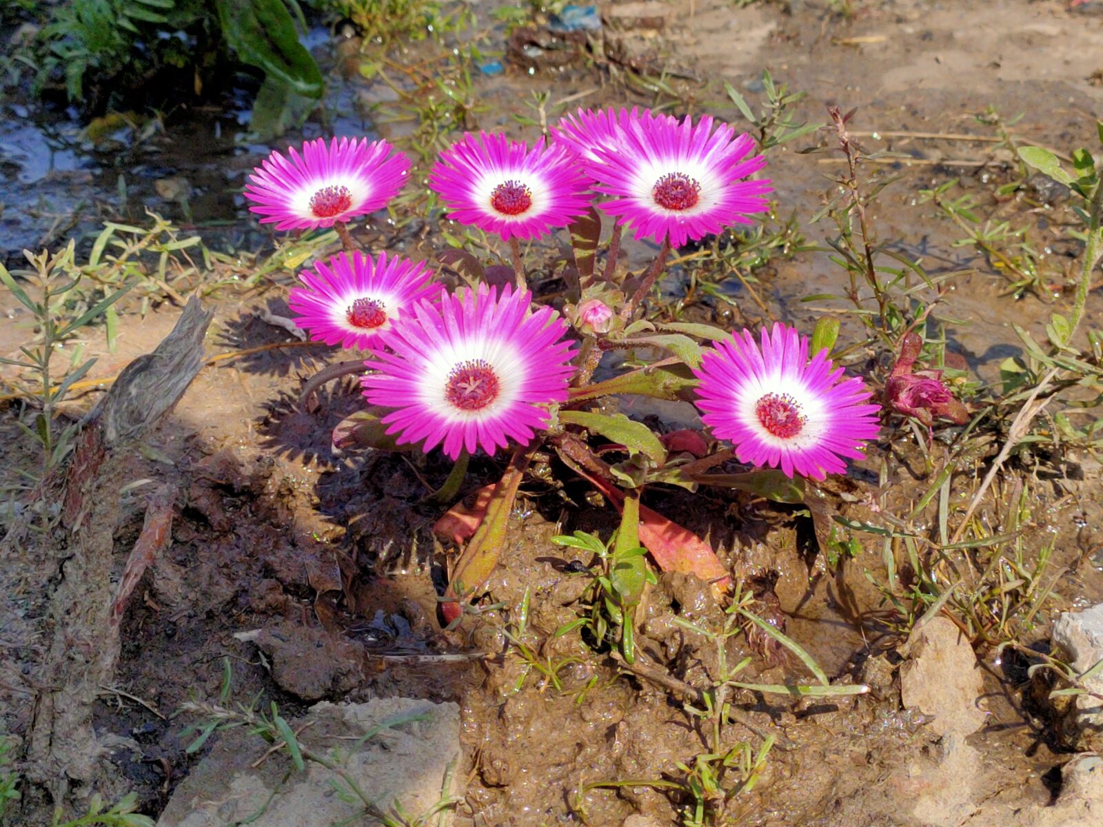 Realme 5 PRO sample photo. Pink flower, flowers, bloom photography
