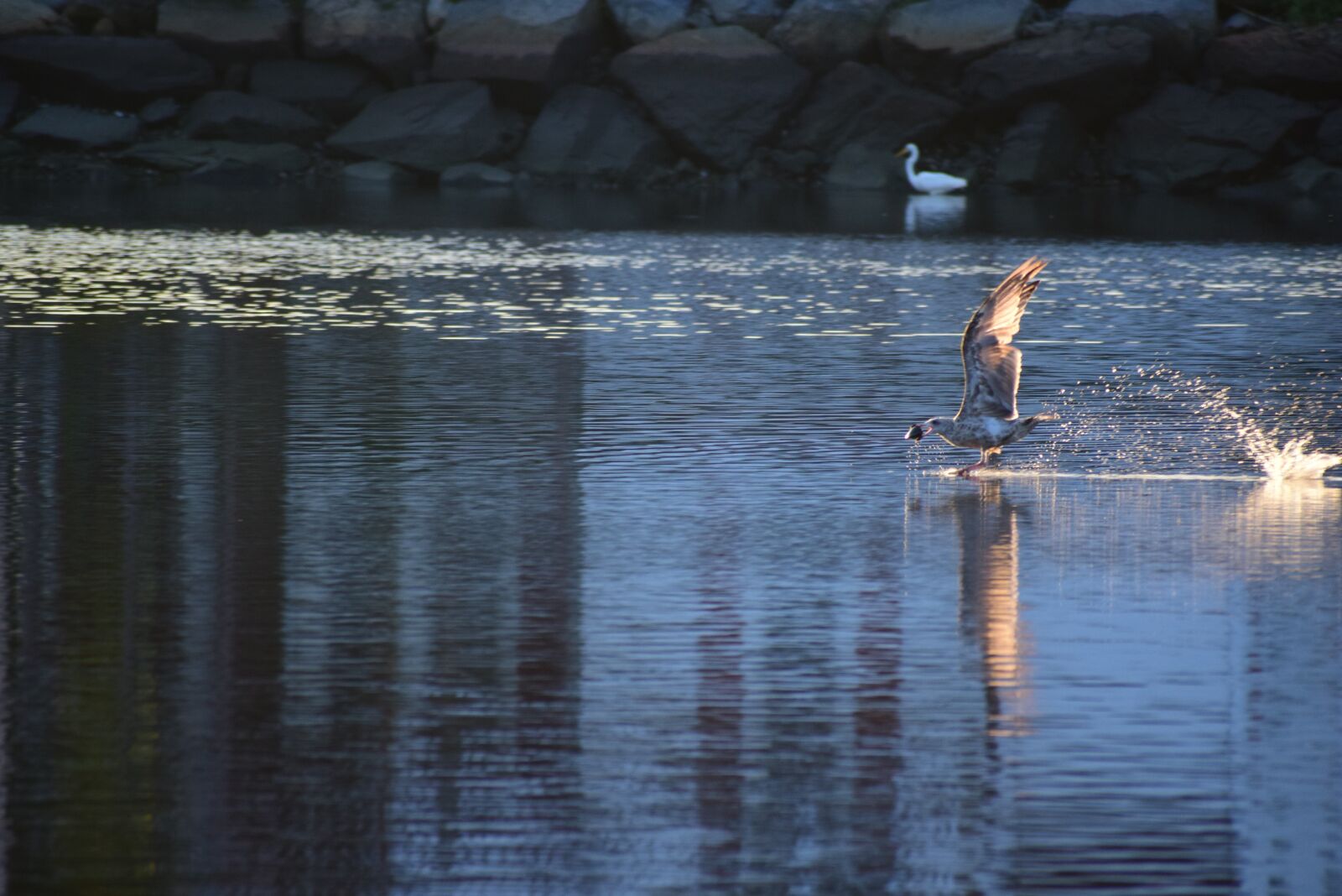 Nikon D3300 sample photo. Gull, bird, freedom photography