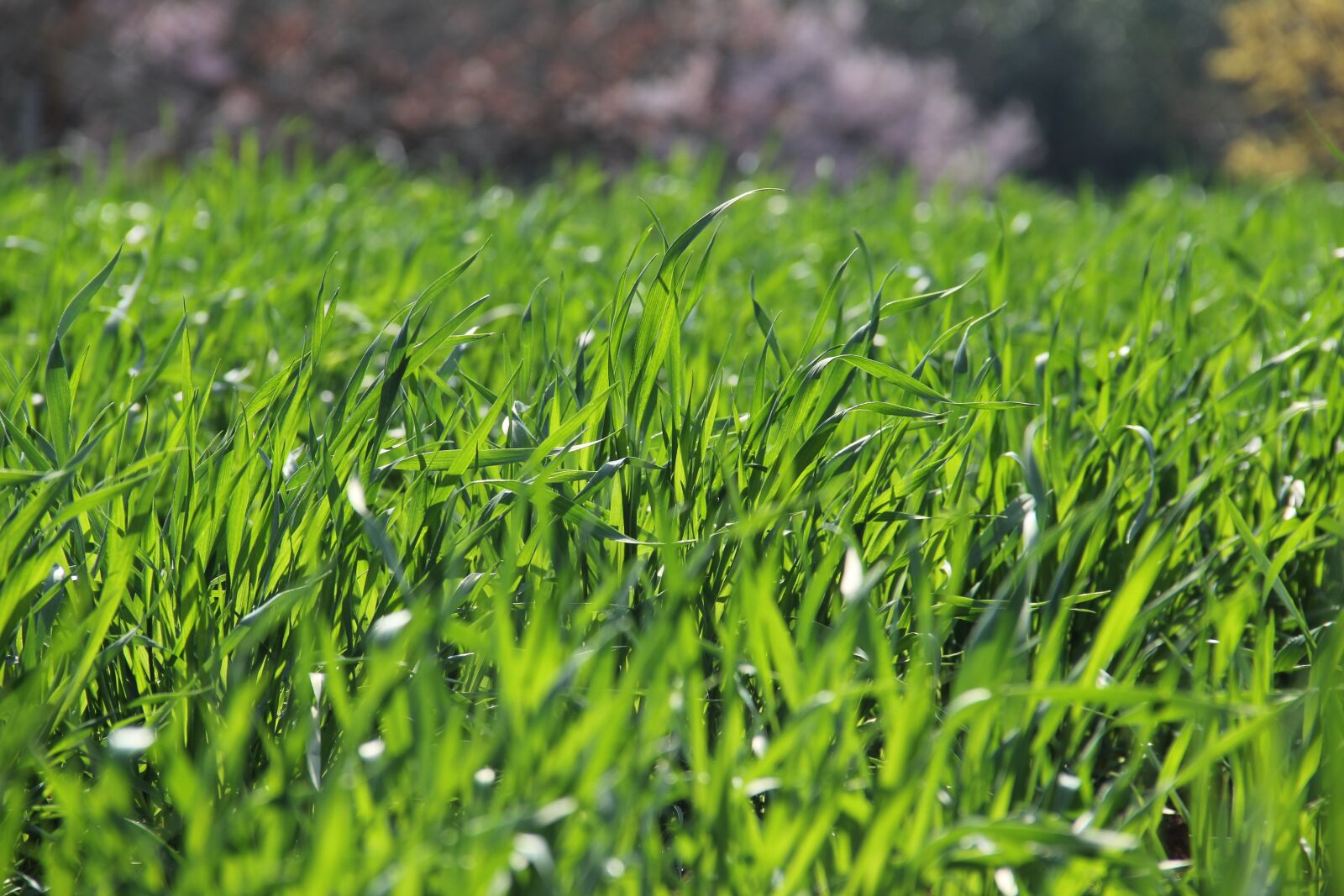 Canon EOS 60D sample photo. Grass, growth, flora photography