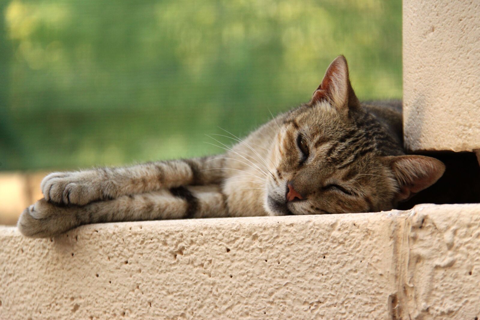 Canon EOS 500D (EOS Rebel T1i / EOS Kiss X3) sample photo. Cat, lying, relax photography