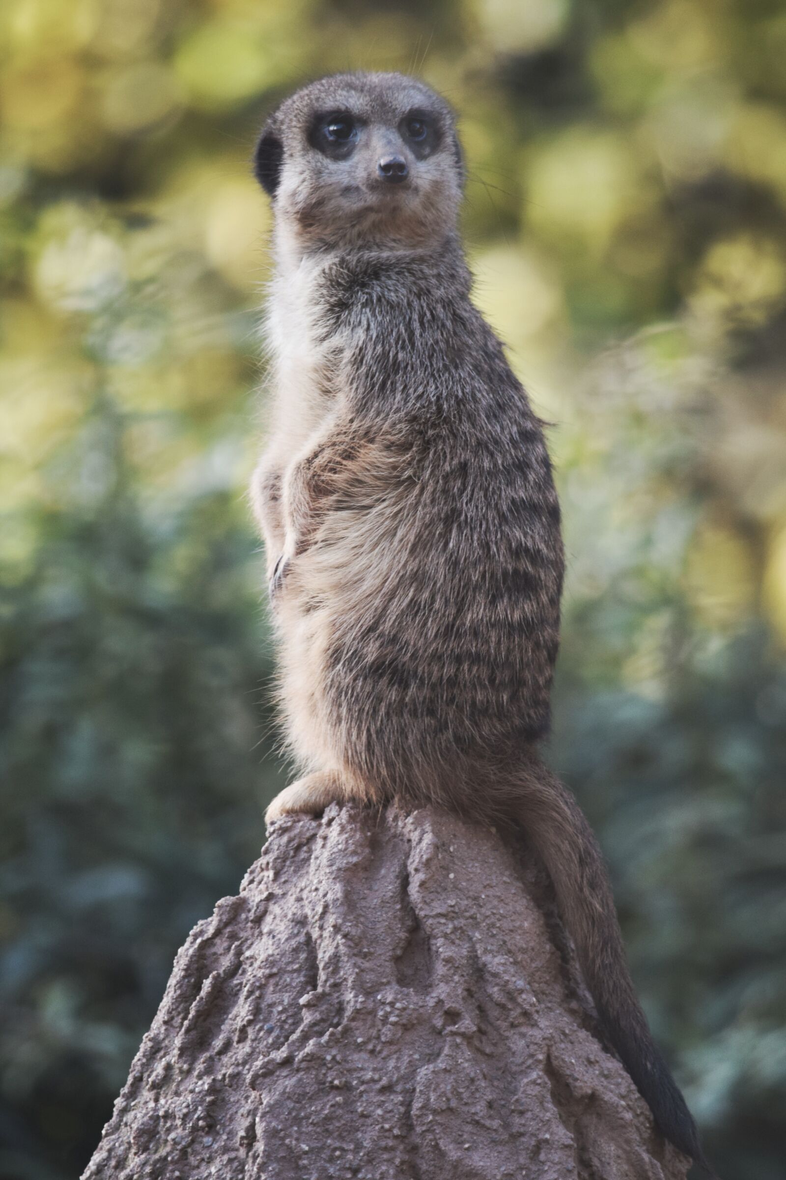 Nikon D3300 sample photo. Meerkat, animal world, zoo photography