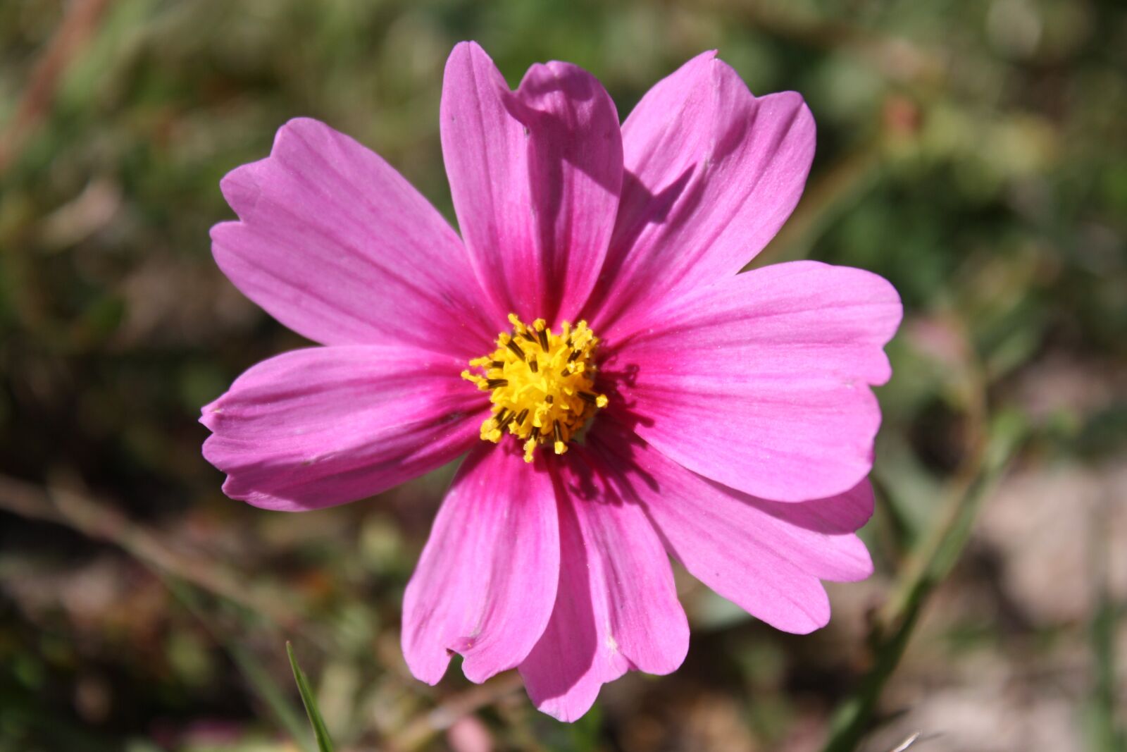 Canon EOS 1000D (EOS Digital Rebel XS / EOS Kiss F) sample photo. Pink flower, flora, flower photography