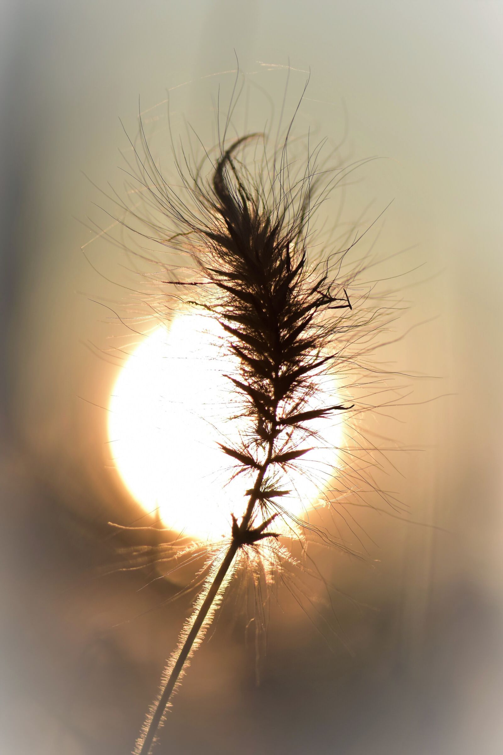Nikon D5500 sample photo. Grasses, blade of grass photography