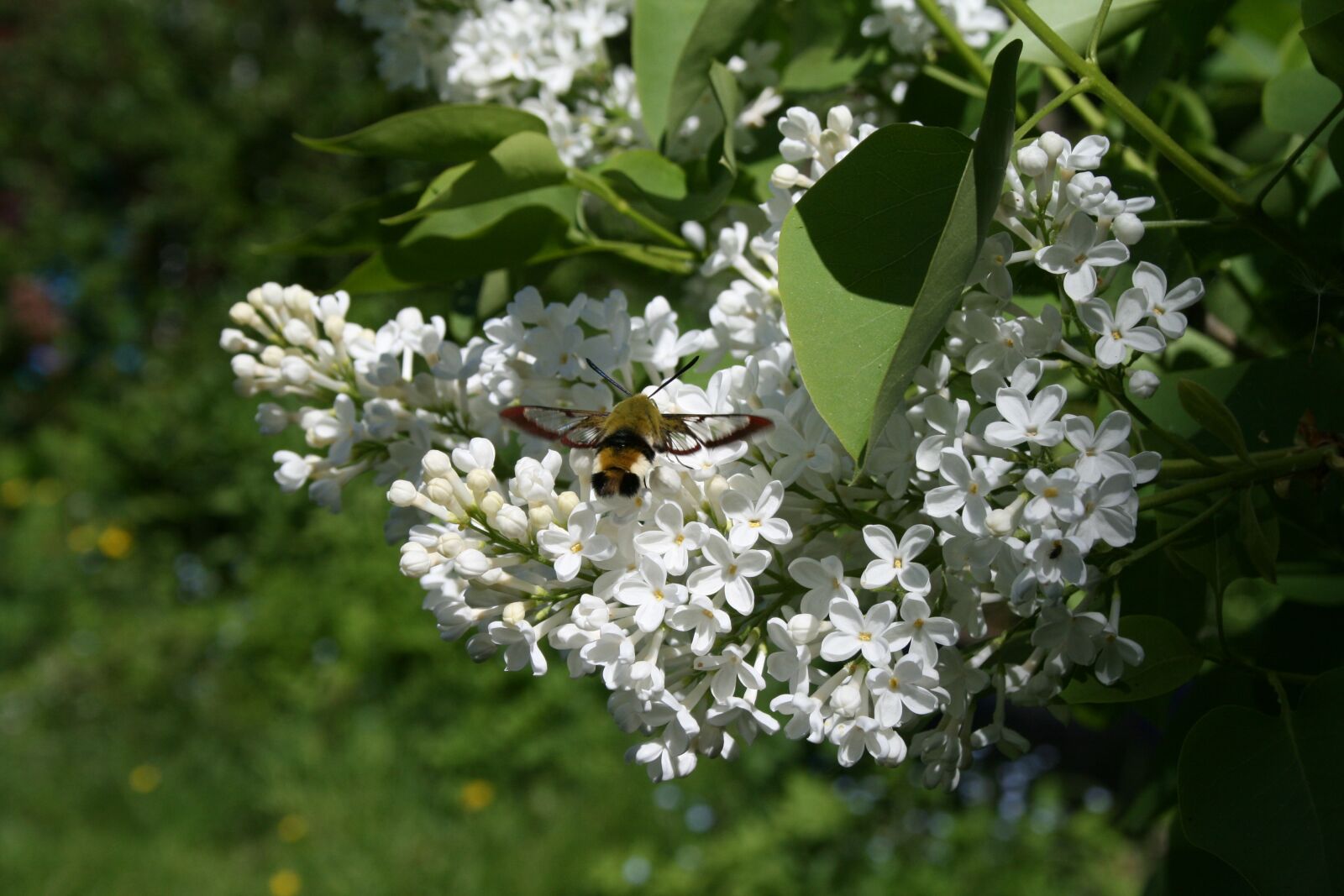 Canon EOS 400D (EOS Digital Rebel XTi / EOS Kiss Digital X) sample photo. Bush, hyacinth, insect photography