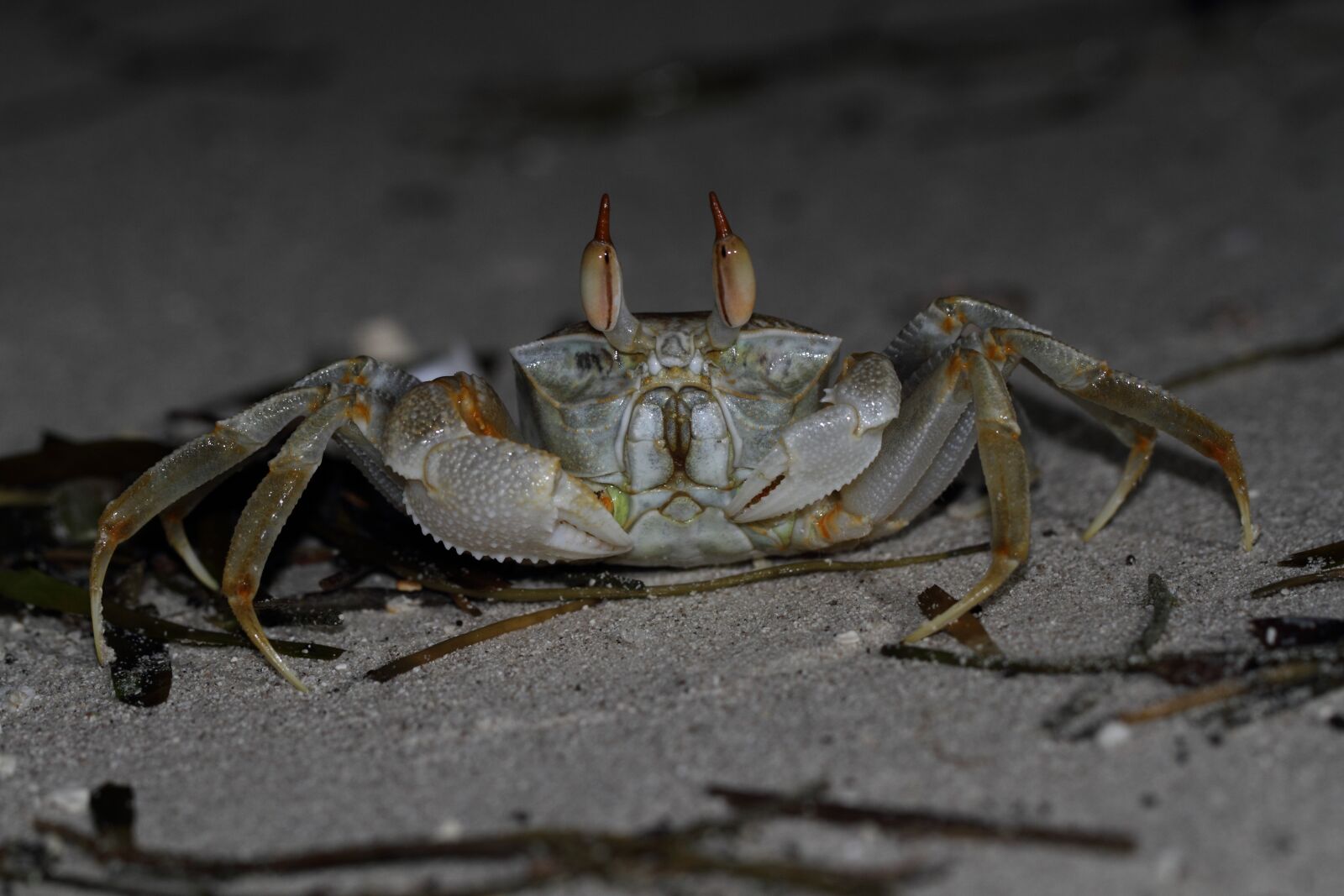 Canon EOS 7D sample photo. Crab, sea, sea animals photography