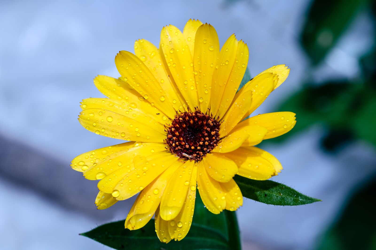 Canon EOS 750D (EOS Rebel T6i / EOS Kiss X8i) sample photo. Marigold, calendula, yellow photography