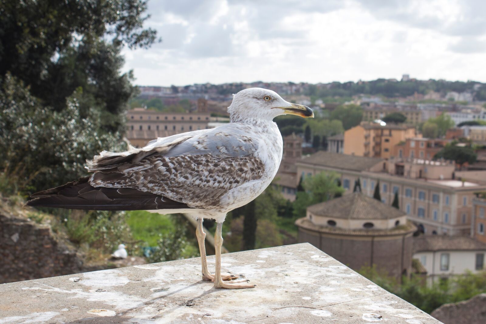 Canon EOS 600D (Rebel EOS T3i / EOS Kiss X5) sample photo. Seagull, rome, italy photography