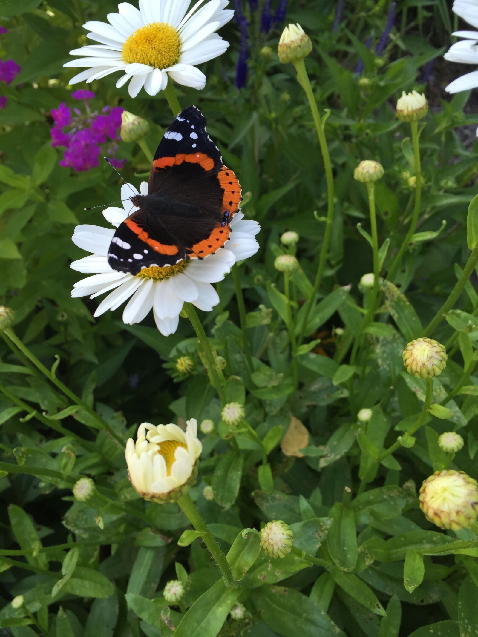 Apple iPhone 6 sample photo. Butterfly, daisy, red admiral photography