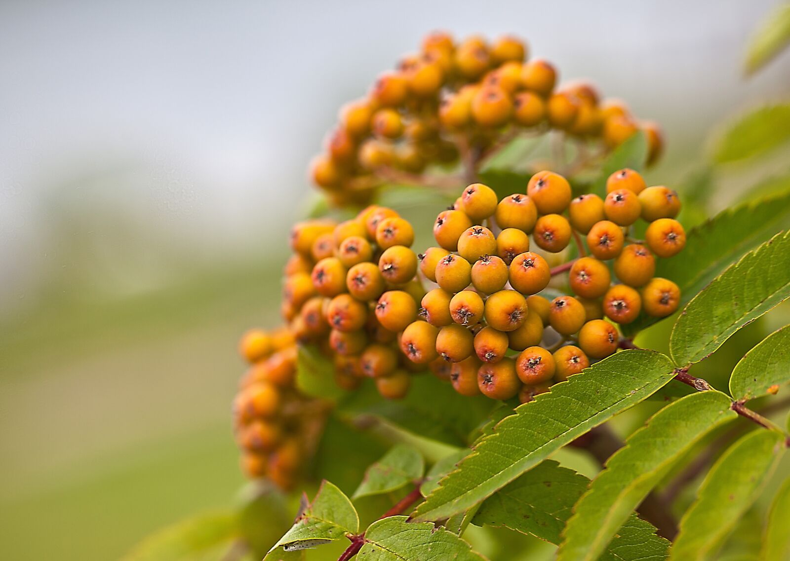 Canon EOS 5D Mark II sample photo. Rowan, rowan berries, ripening photography