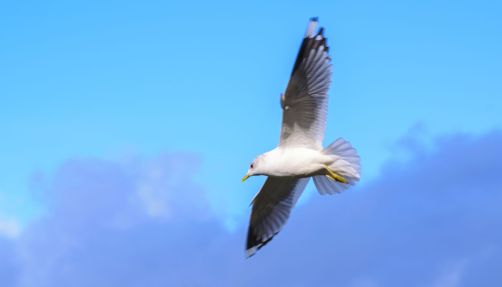 Nikon D5300 sample photo. Bird, gull, nature photography