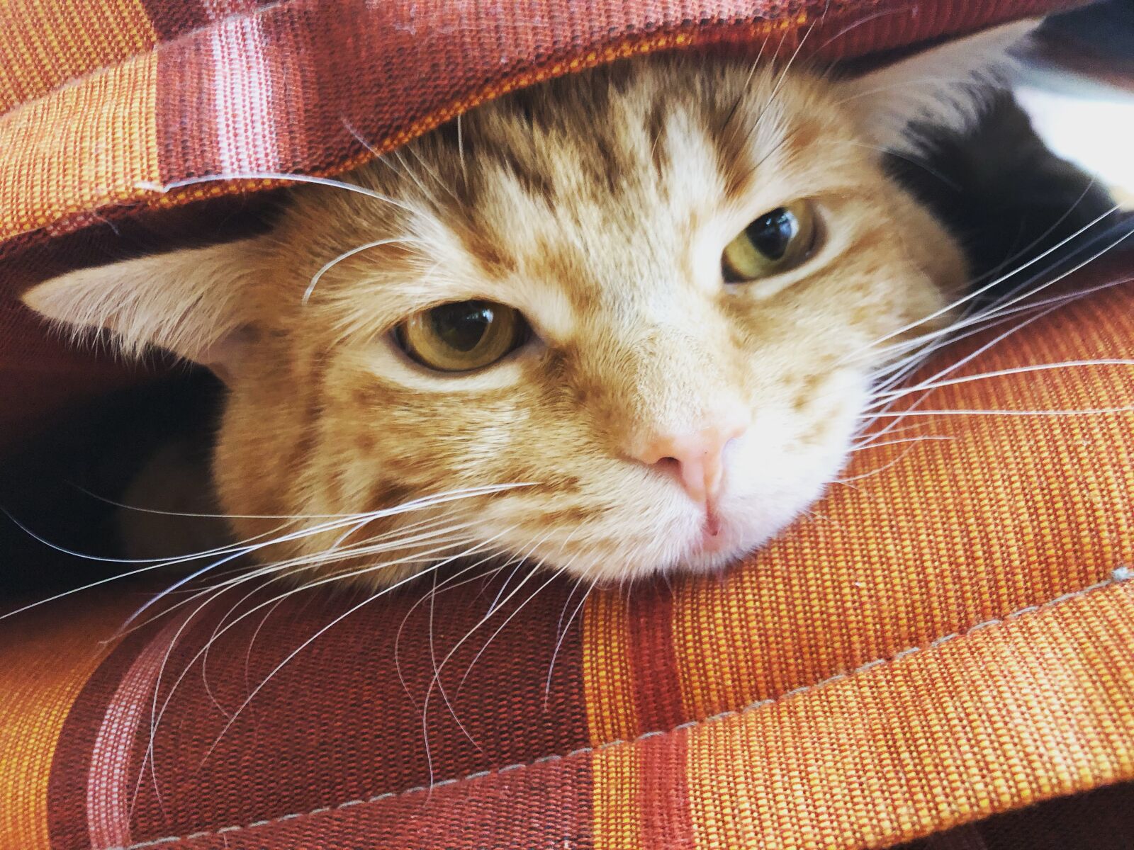 iPhone 8 back camera 3.99mm f/1.8 sample photo. Kitten, gustaf, guri photography