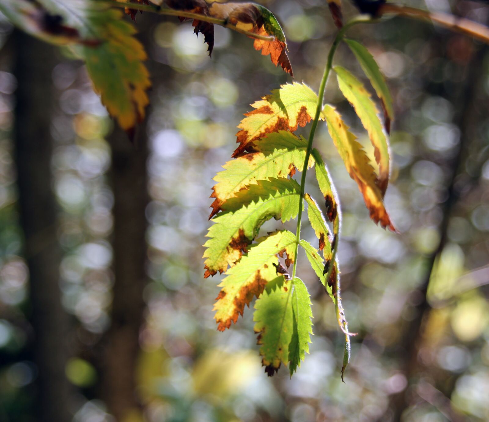 Canon EOS 550D (EOS Rebel T2i / EOS Kiss X4) sample photo. Autumn, leaf, fall photography
