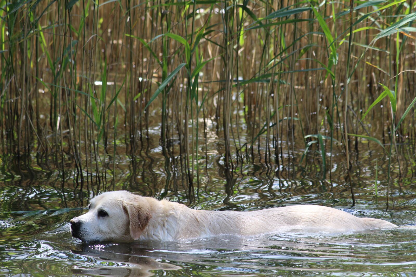 Canon EOS 1200D (EOS Rebel T5 / EOS Kiss X70 / EOS Hi) sample photo. Dog, water, white photography