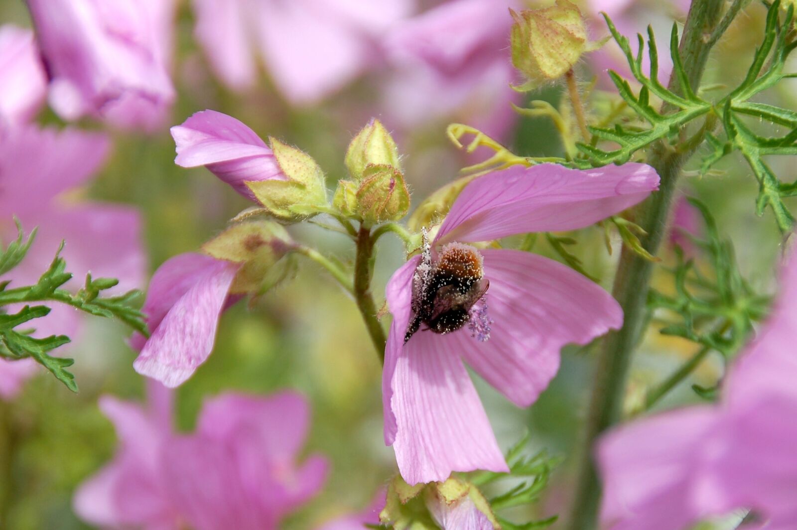 Nikon D50 sample photo. Bee, pollen, flower photography