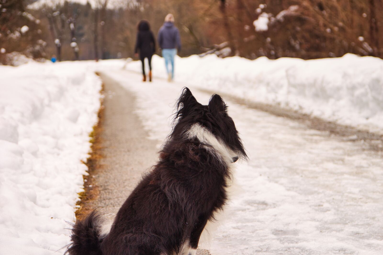 Canon EOS 700D (EOS Rebel T5i / EOS Kiss X7i) sample photo. Dog, animal, charming photography