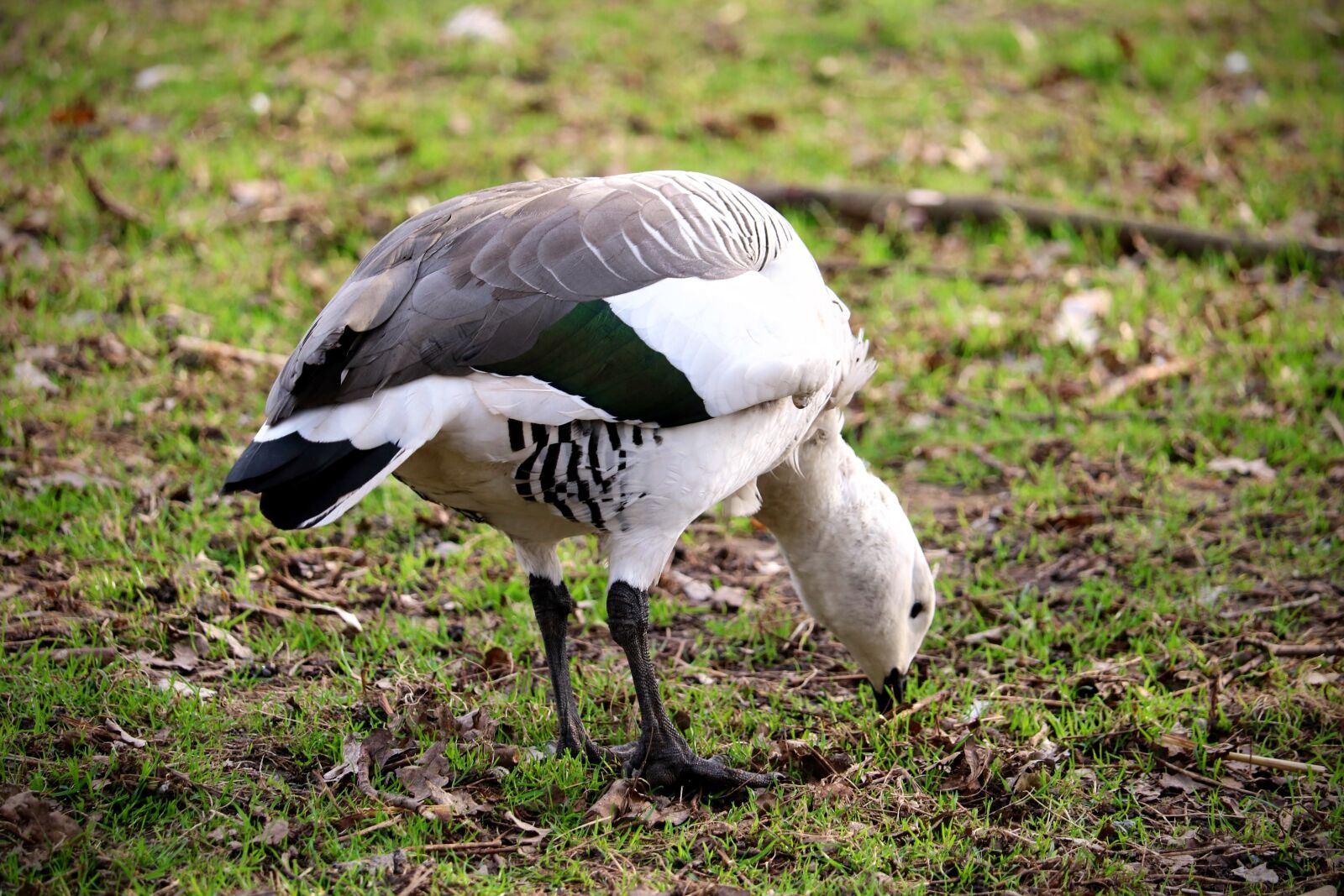 Canon EOS 750D (EOS Rebel T6i / EOS Kiss X8i) sample photo. Bird, animal world, animal photography