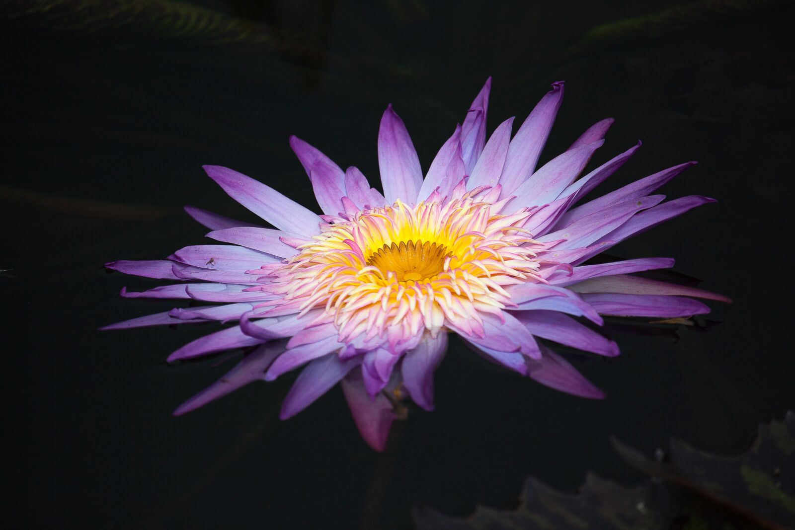 Canon EOS 50D sample photo. Water lily, blossom, bloom photography