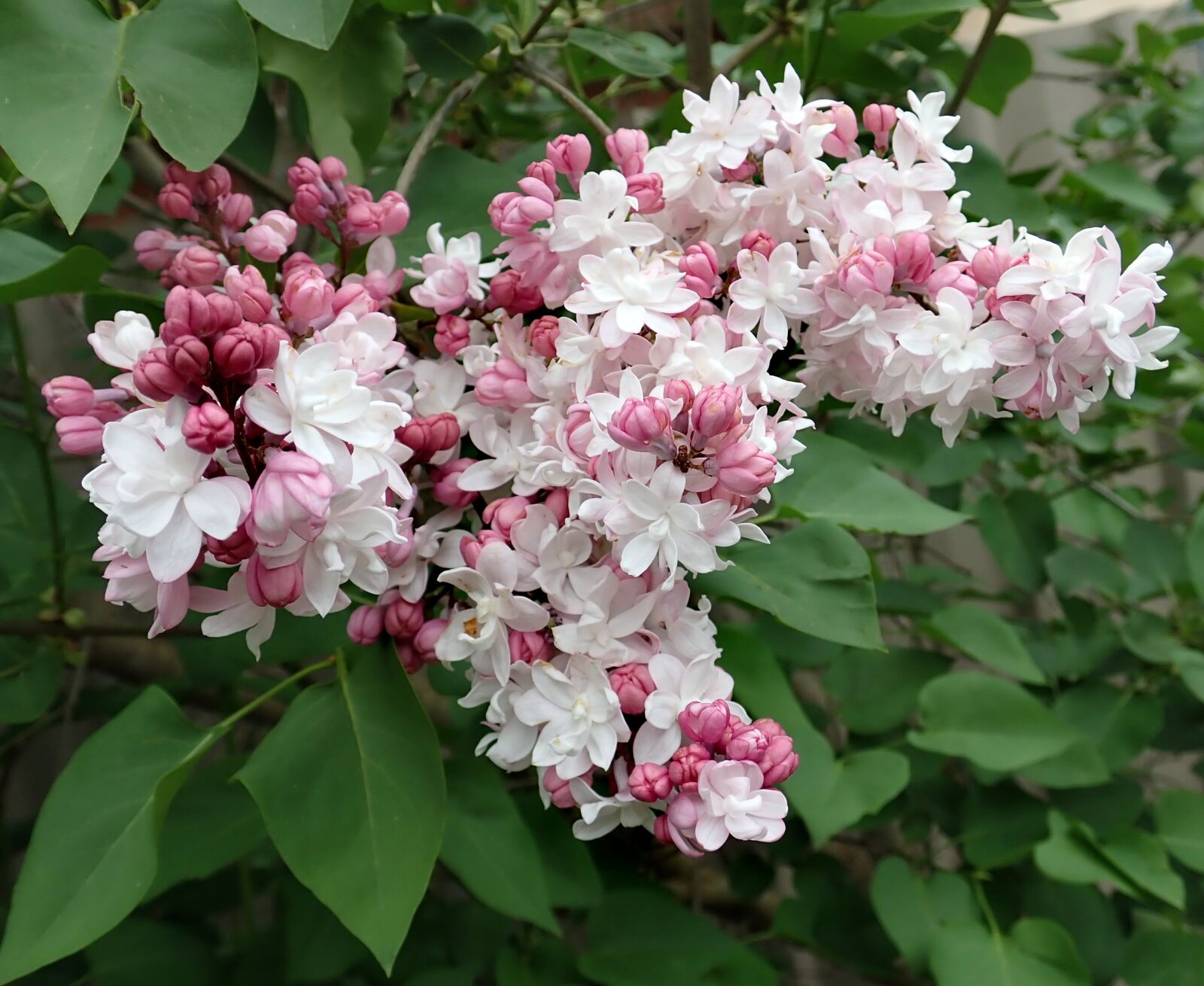 Olympus TG-5 sample photo. Flower, pink, lilac photography
