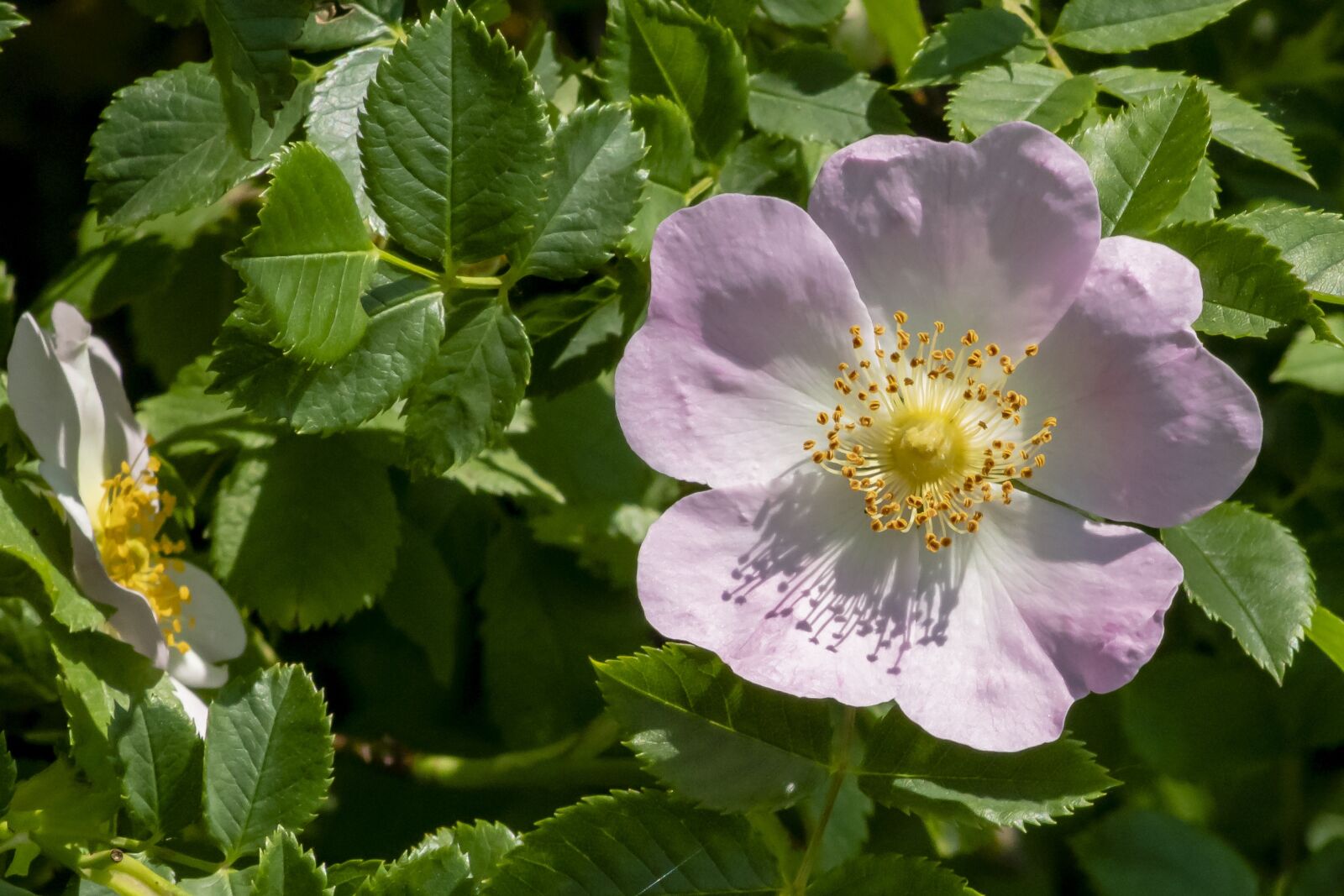 Canon EF75-300mm f/4-5.6 sample photo. Wildflower, brian, rose photography