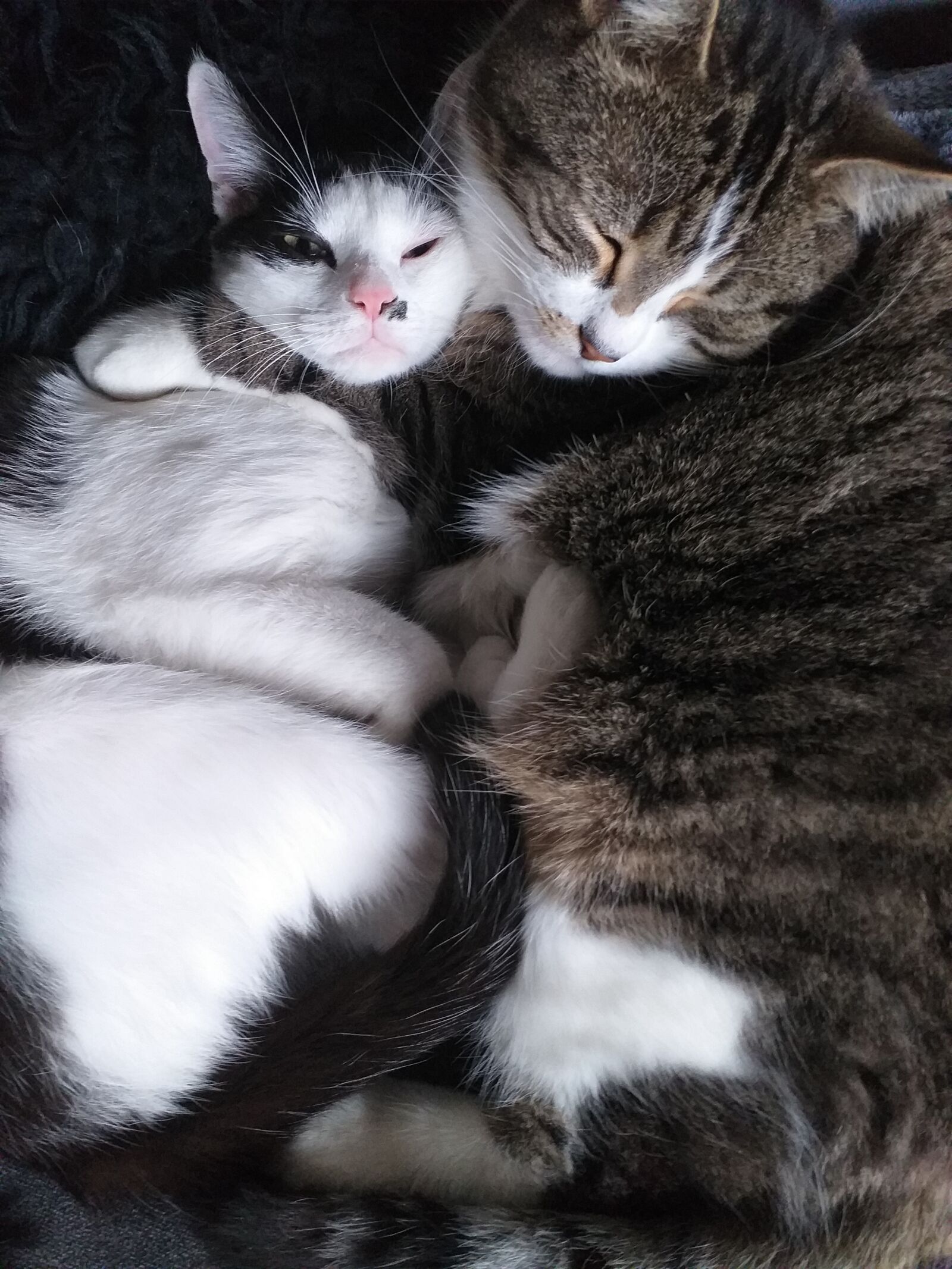 Samsung Galaxy J4+ sample photo. Cats, kitten, animal photography