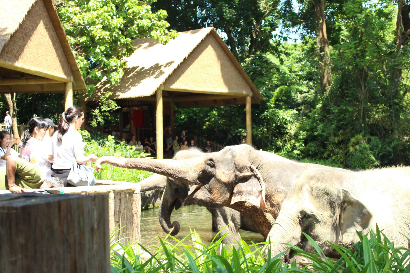 Canon EOS 700D (EOS Rebel T5i / EOS Kiss X7i) sample photo. Elephant photography