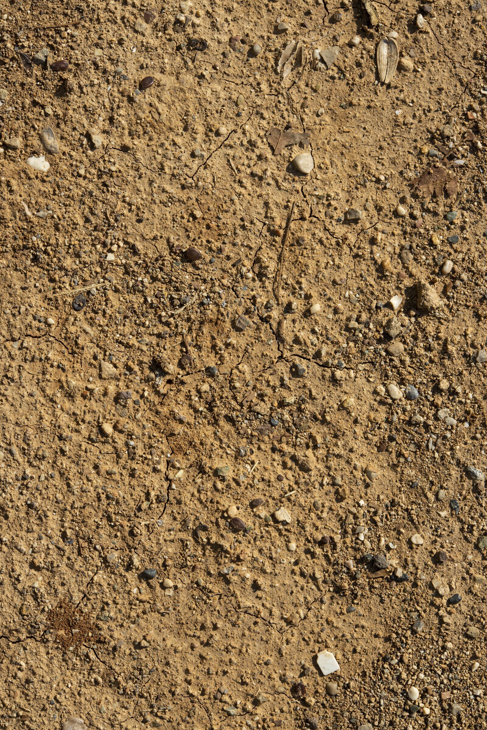Canon RF 85mm F1.2L USM sample photo. Terry, dry, ground photography