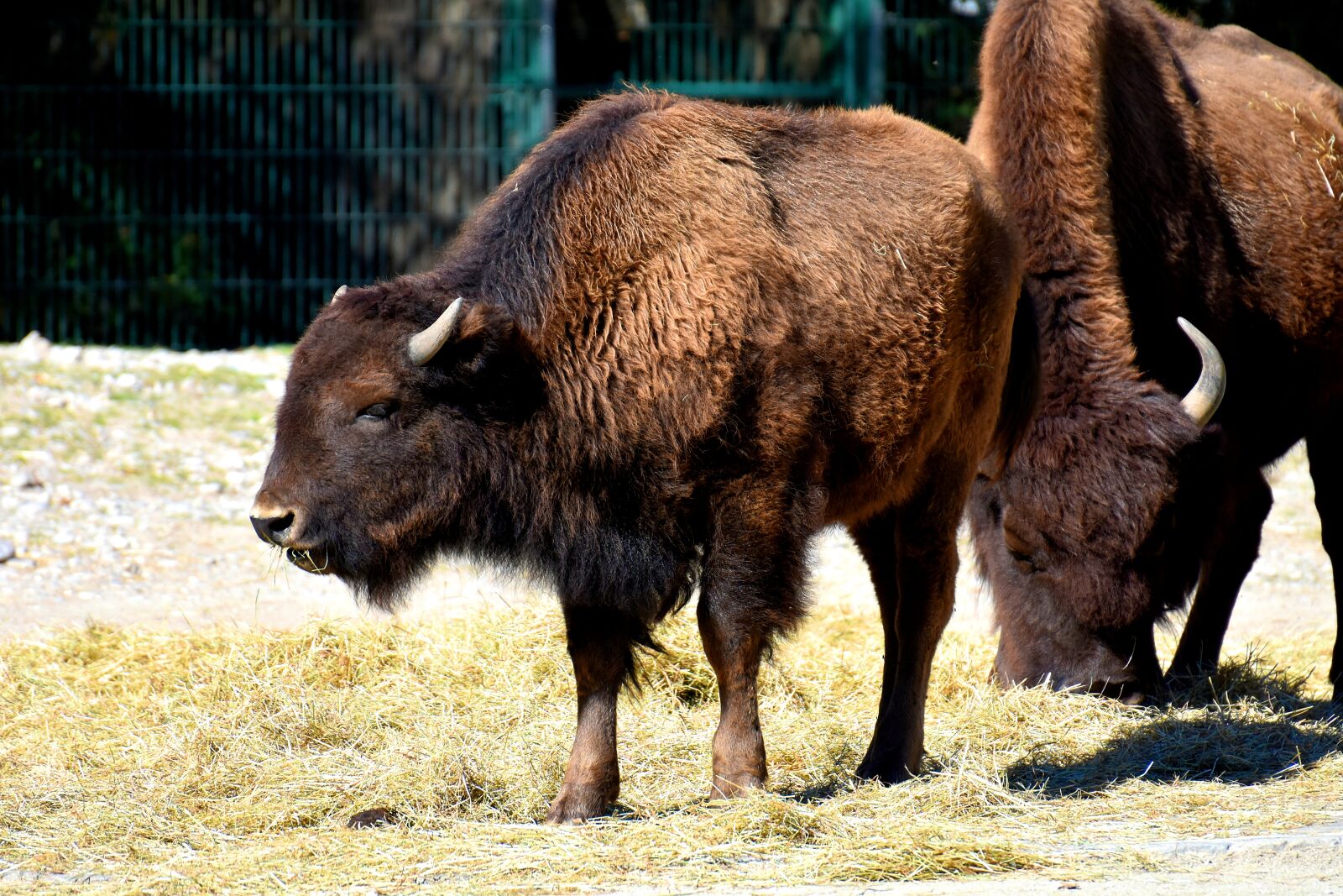 Nikon D7200 sample photo. Bison, wild animal, animal photography