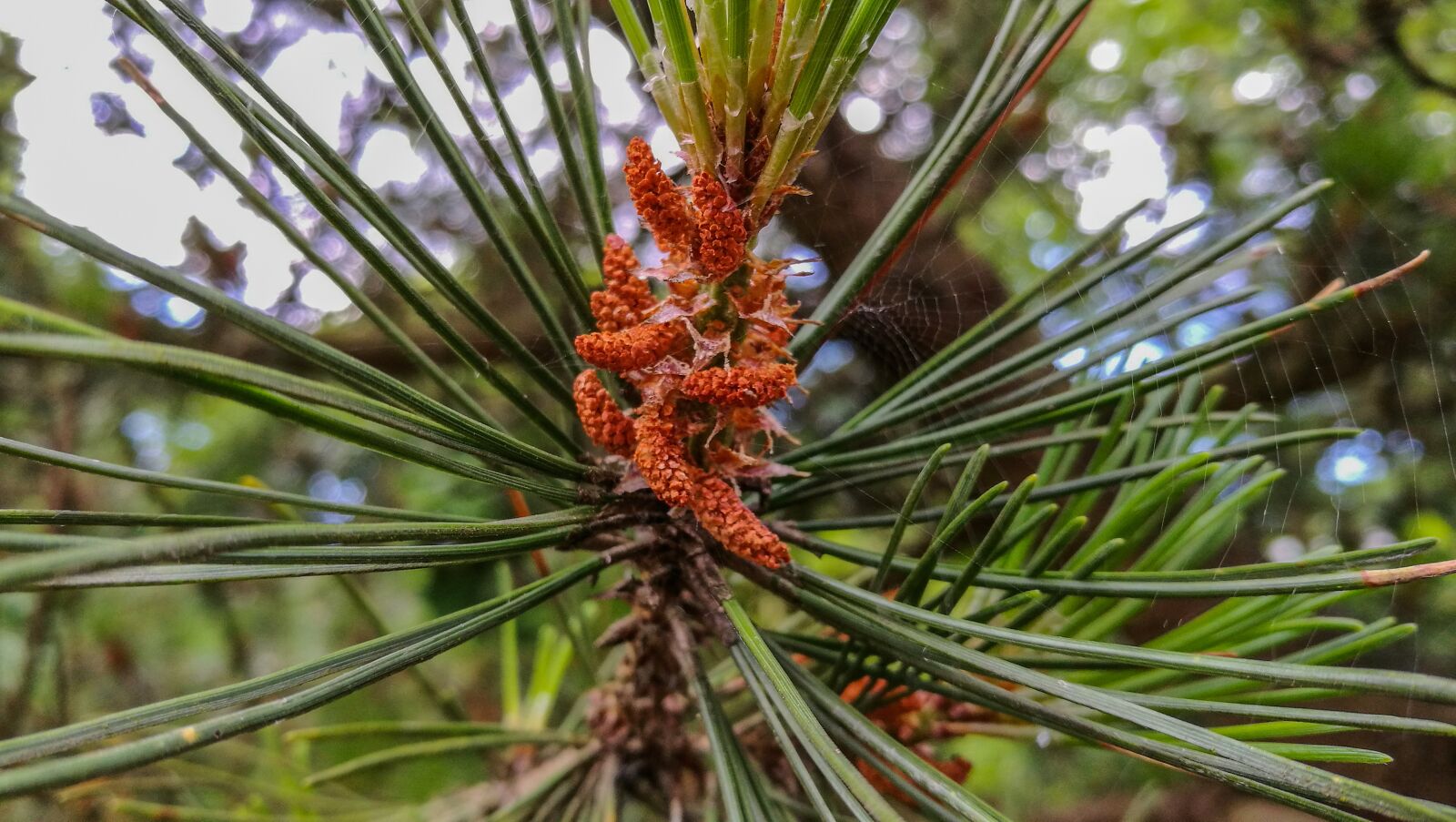 HUAWEI P9 sample photo. Forest, color, tree photography