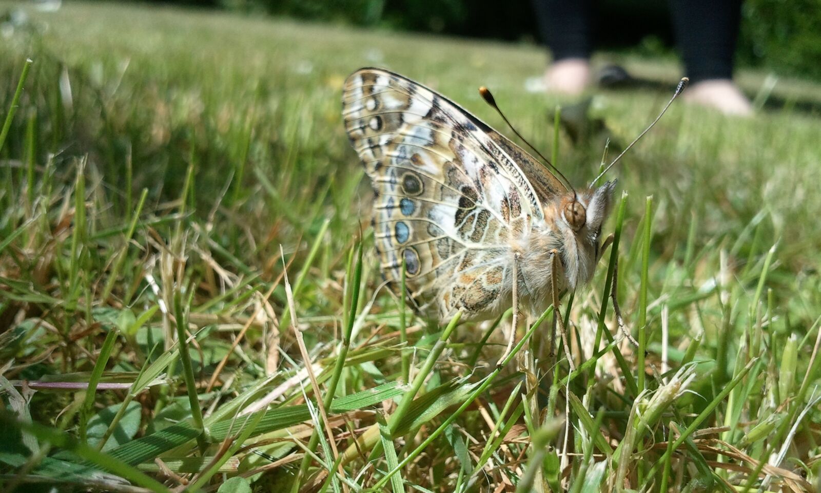Samsung Galaxy S sample photo. Butterfly, nature, grass photography
