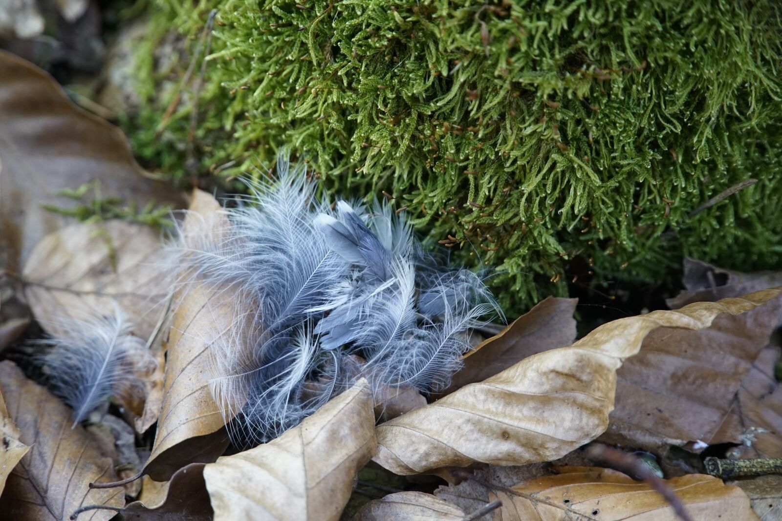Sony a7R II sample photo. Moss, feathers, leaves photography