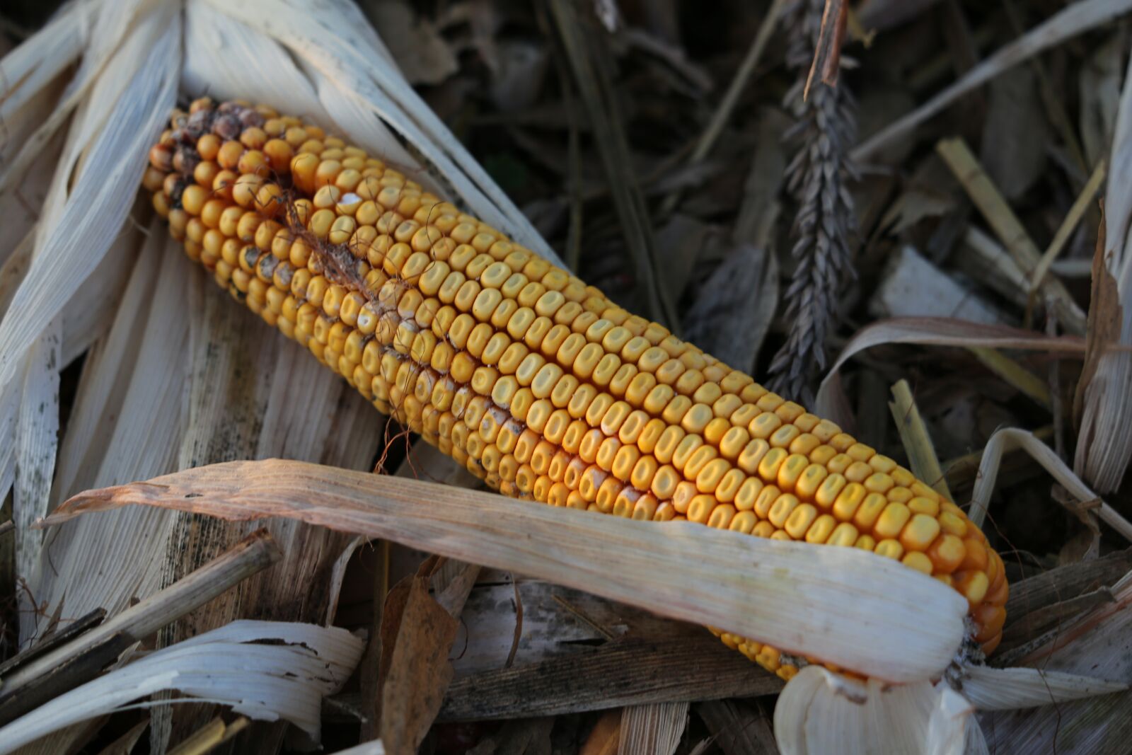Canon EOS 6D sample photo. Corn, cornfield, harvest photography