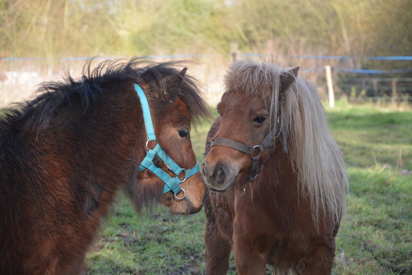 Nikon D5200 sample photo. Shetland pony, small horse photography