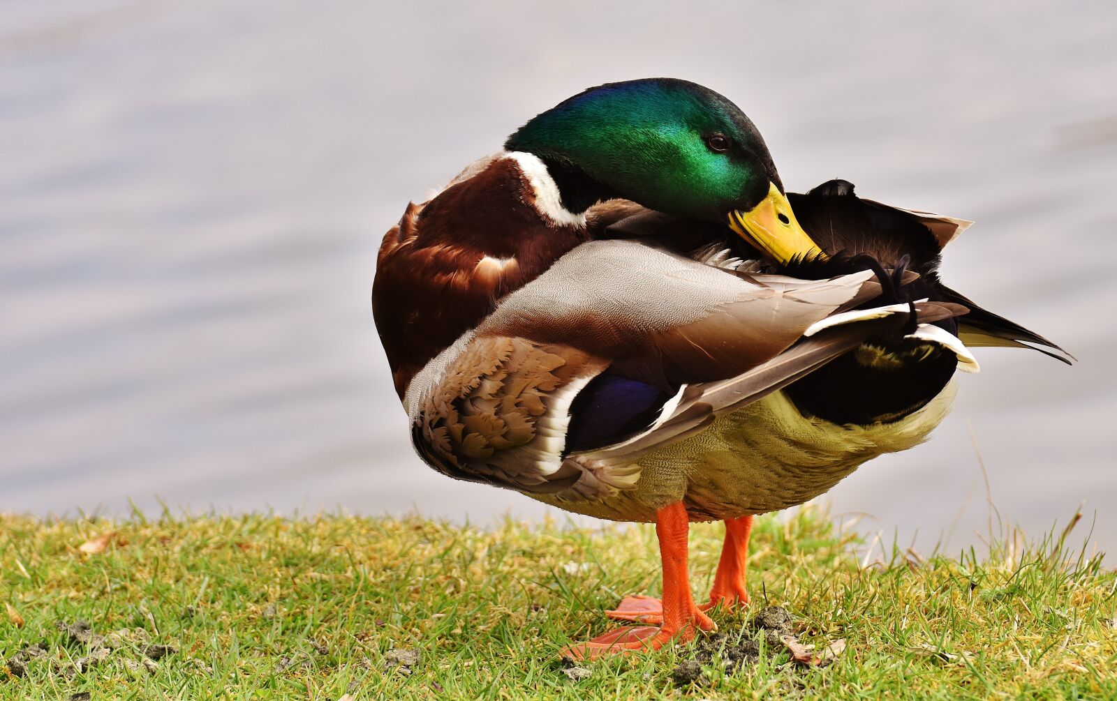 Nikon D7200 sample photo. Drake, clean, plumage photography