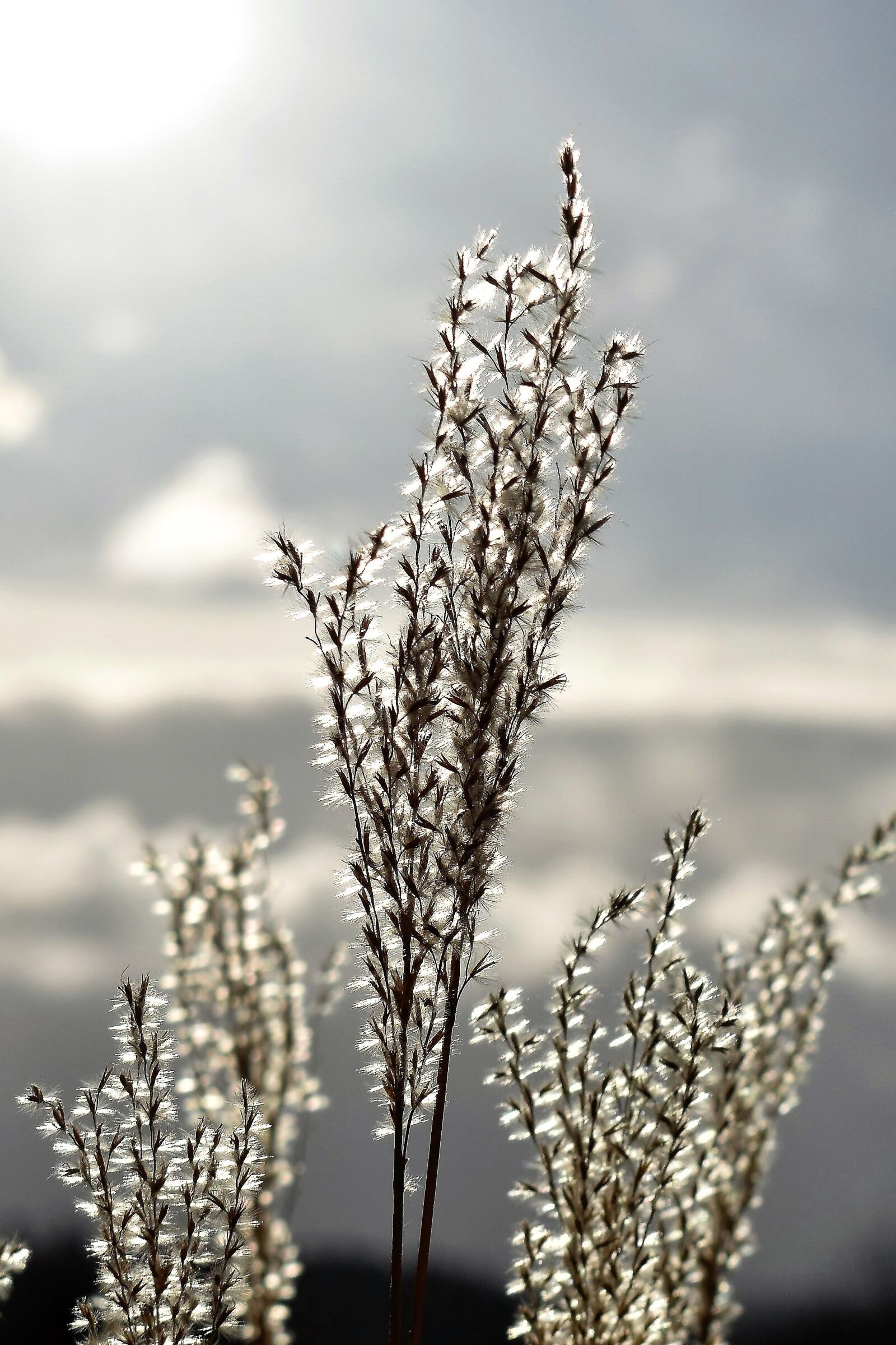 Nikon D5500 sample photo. Grasses, backlighting, meadow photography