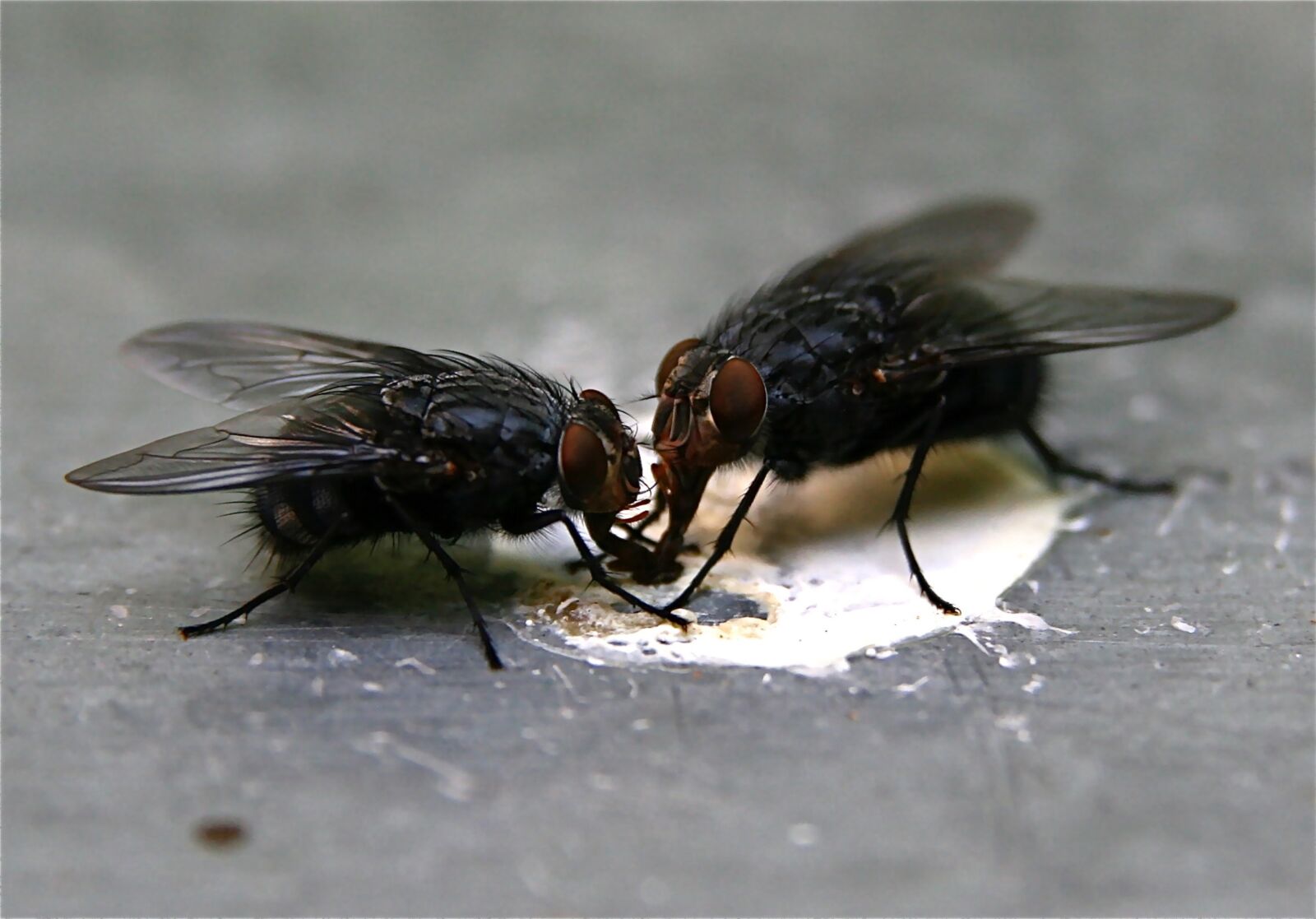 Canon EOS 400D (EOS Digital Rebel XTi / EOS Kiss Digital X) sample photo. Insect, flying, close up photography