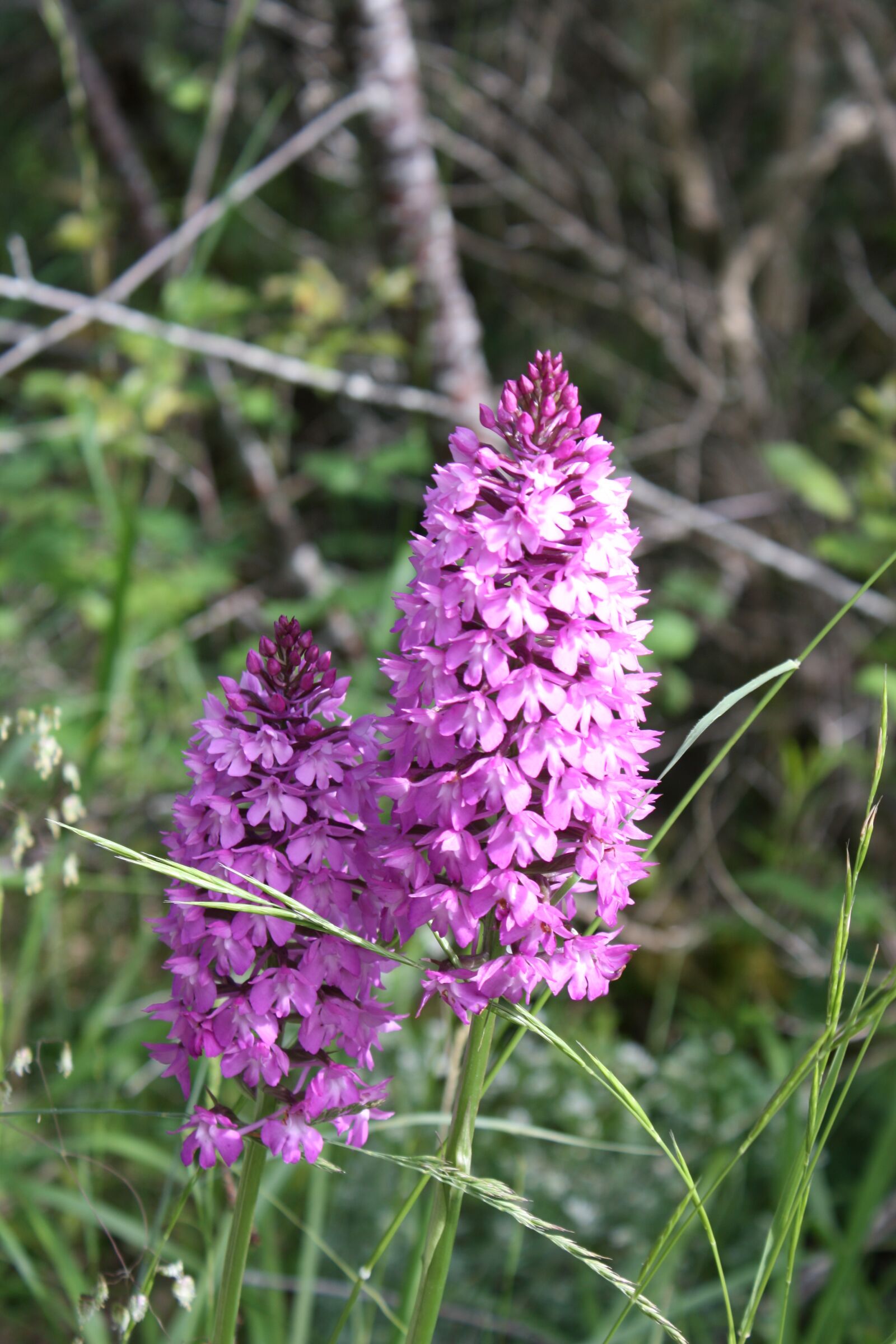 Canon EOS 450D (EOS Rebel XSi / EOS Kiss X2) sample photo. Orchid, flower, field photography