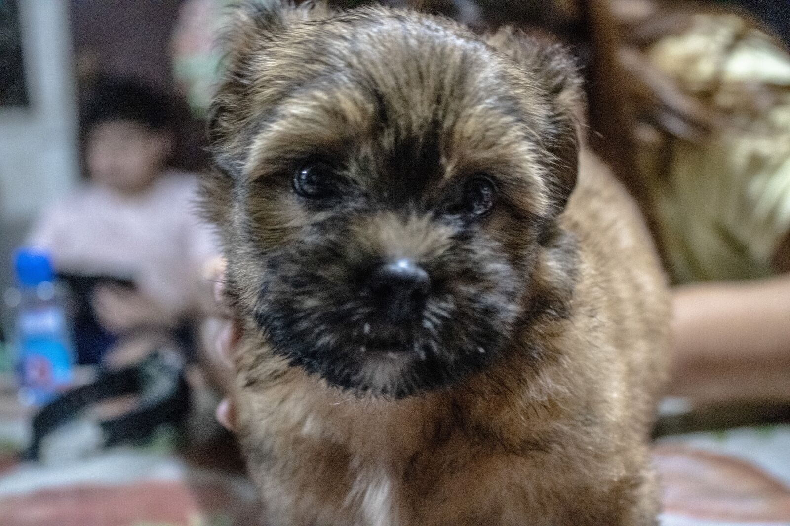 Canon EOS 2000D (EOS Rebel T7 / EOS Kiss X90 / EOS 1500D) sample photo. Shih tzu, puppy, shih photography
