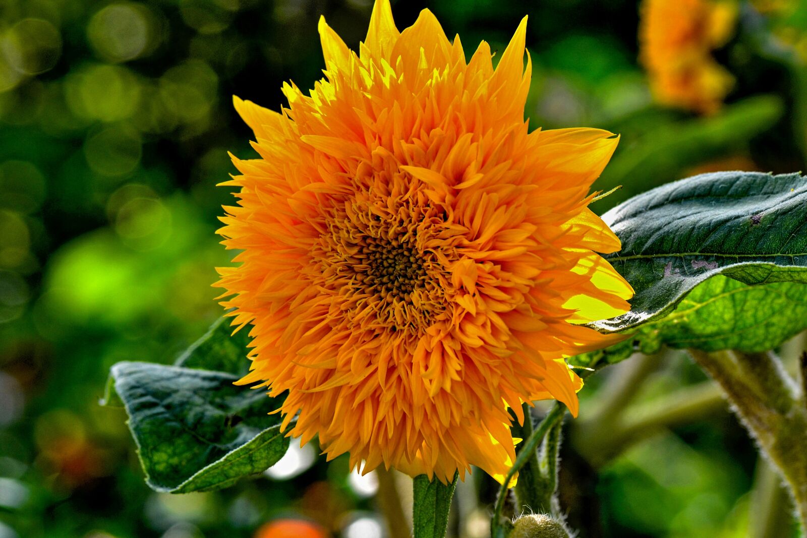 Nikon D3100 sample photo. Sunflower, garden, flowers photography
