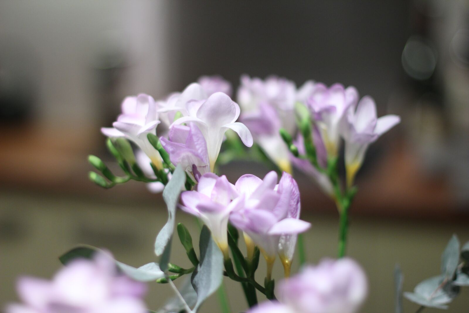 Canon EOS 550D (EOS Rebel T2i / EOS Kiss X4) sample photo. Flower, nature, flora photography