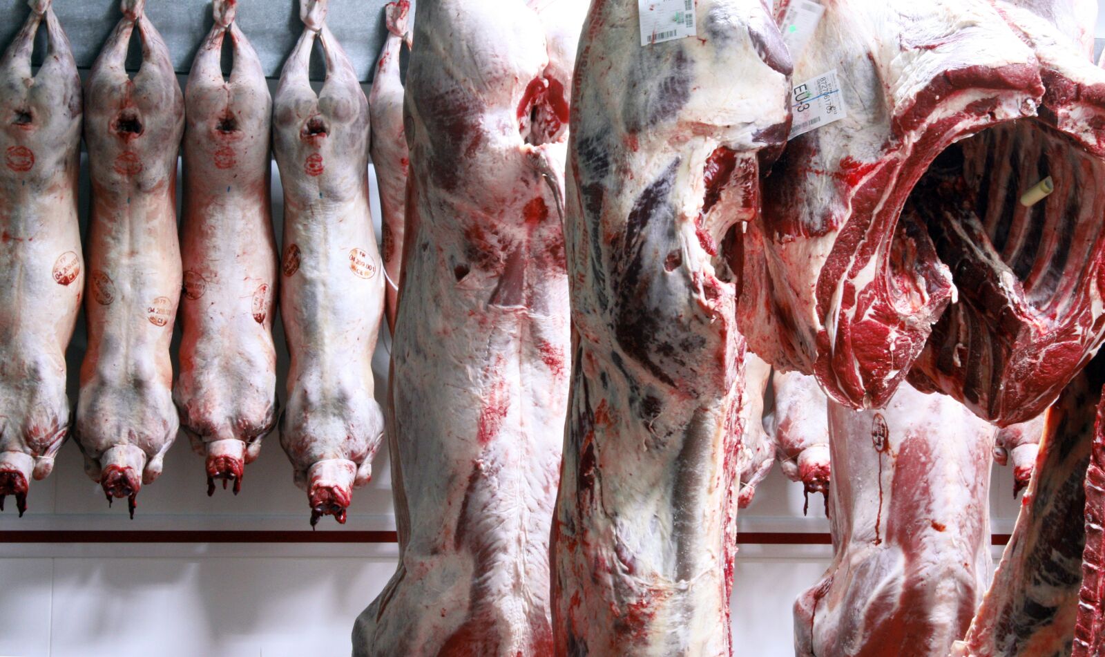 Canon EOS 450D (EOS Rebel XSi / EOS Kiss X2) sample photo. Animal, carcass, cold room photography