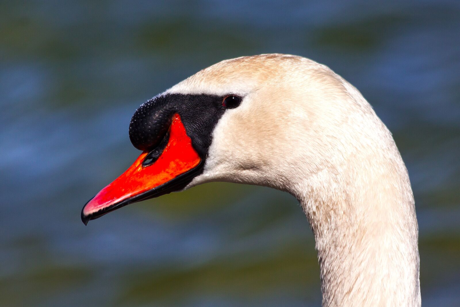Canon EOS 50D + Canon EF 70-300mm F4-5.6 IS USM sample photo. Swan, mute swan, bird photography