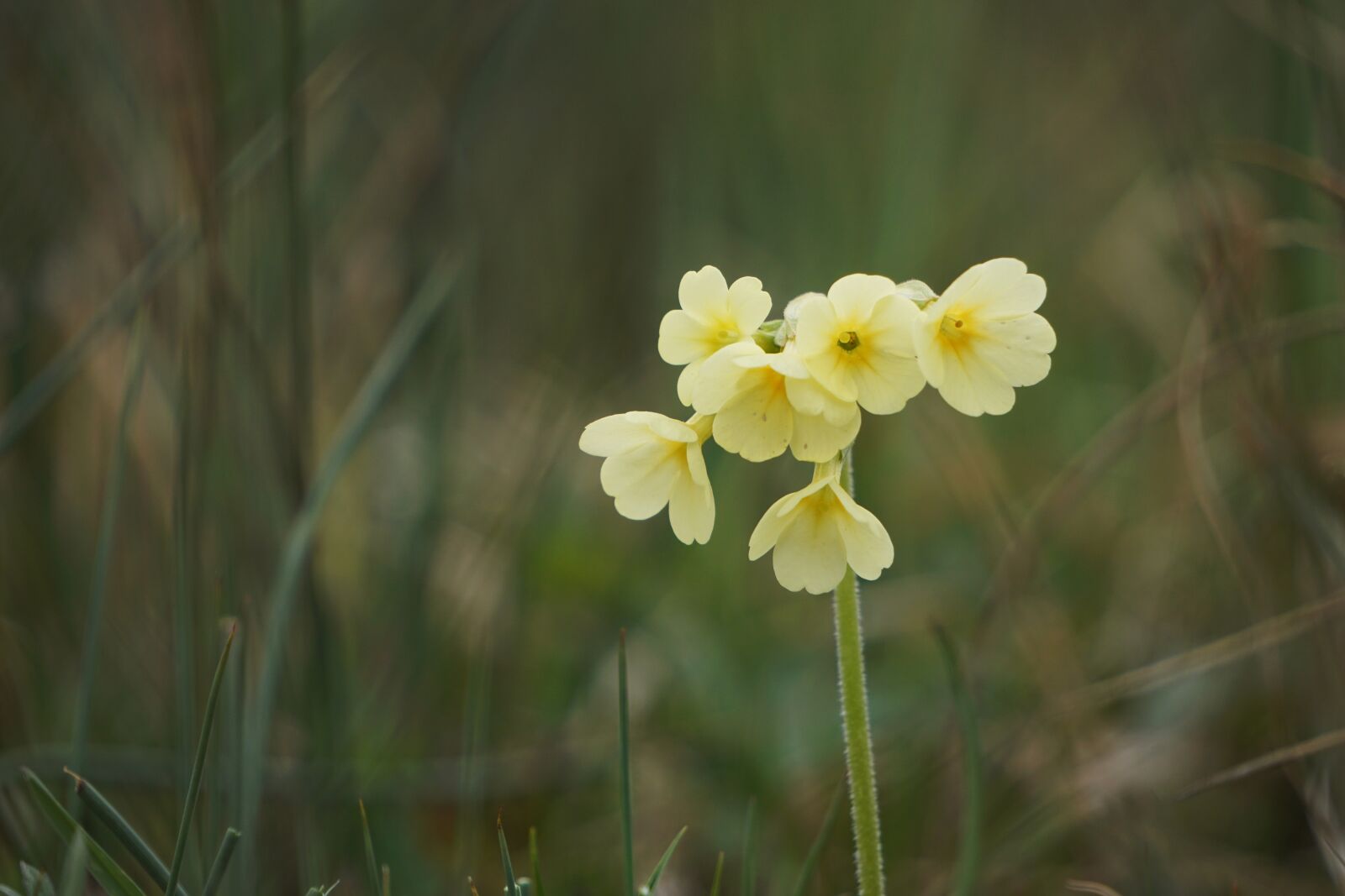 Sony E 55-210mm F4.5-6.3 OSS sample photo. Flower, spring, nature photography